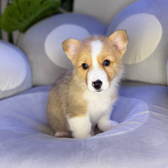 Corgi