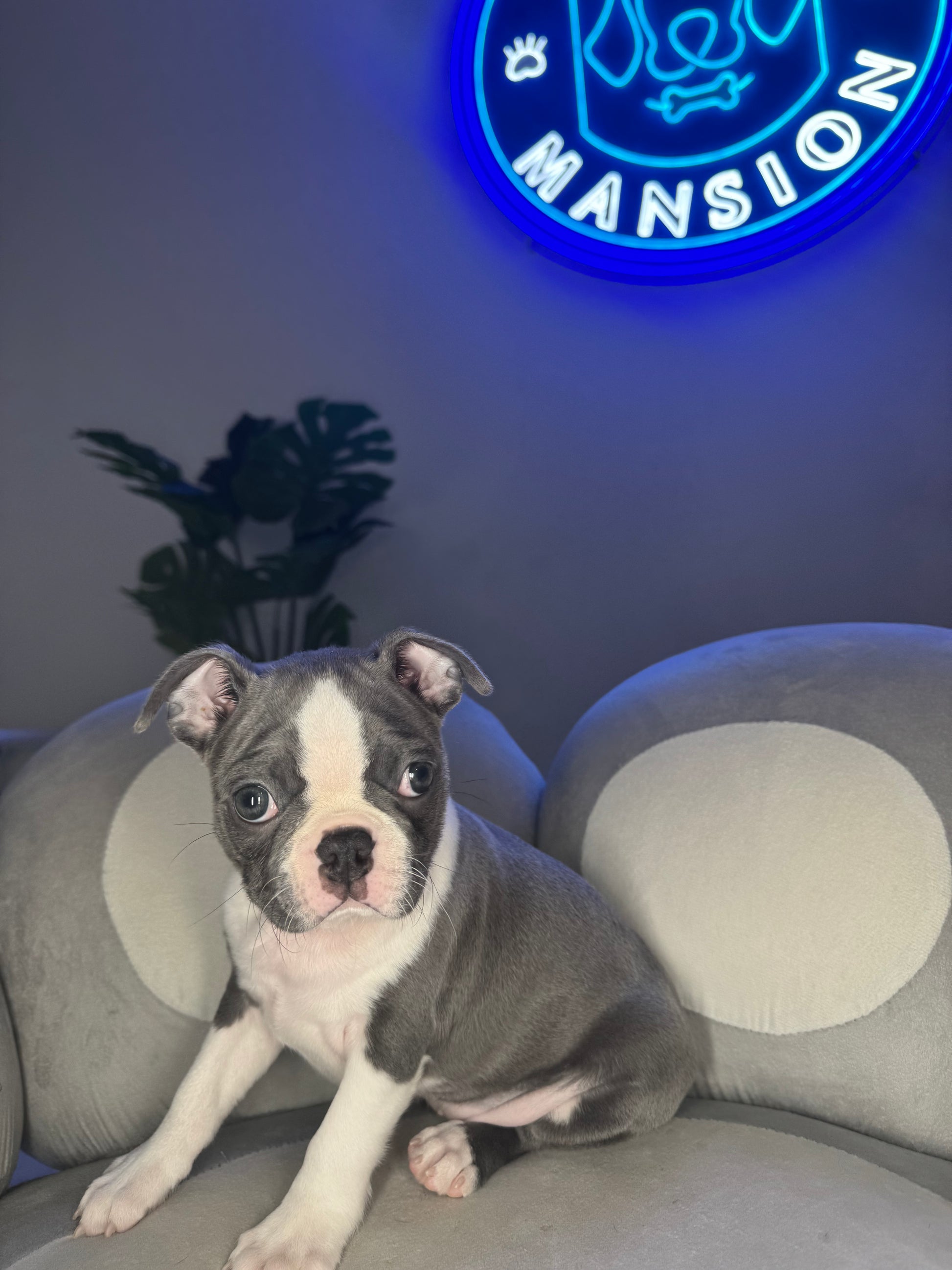 Puppy Mansion 