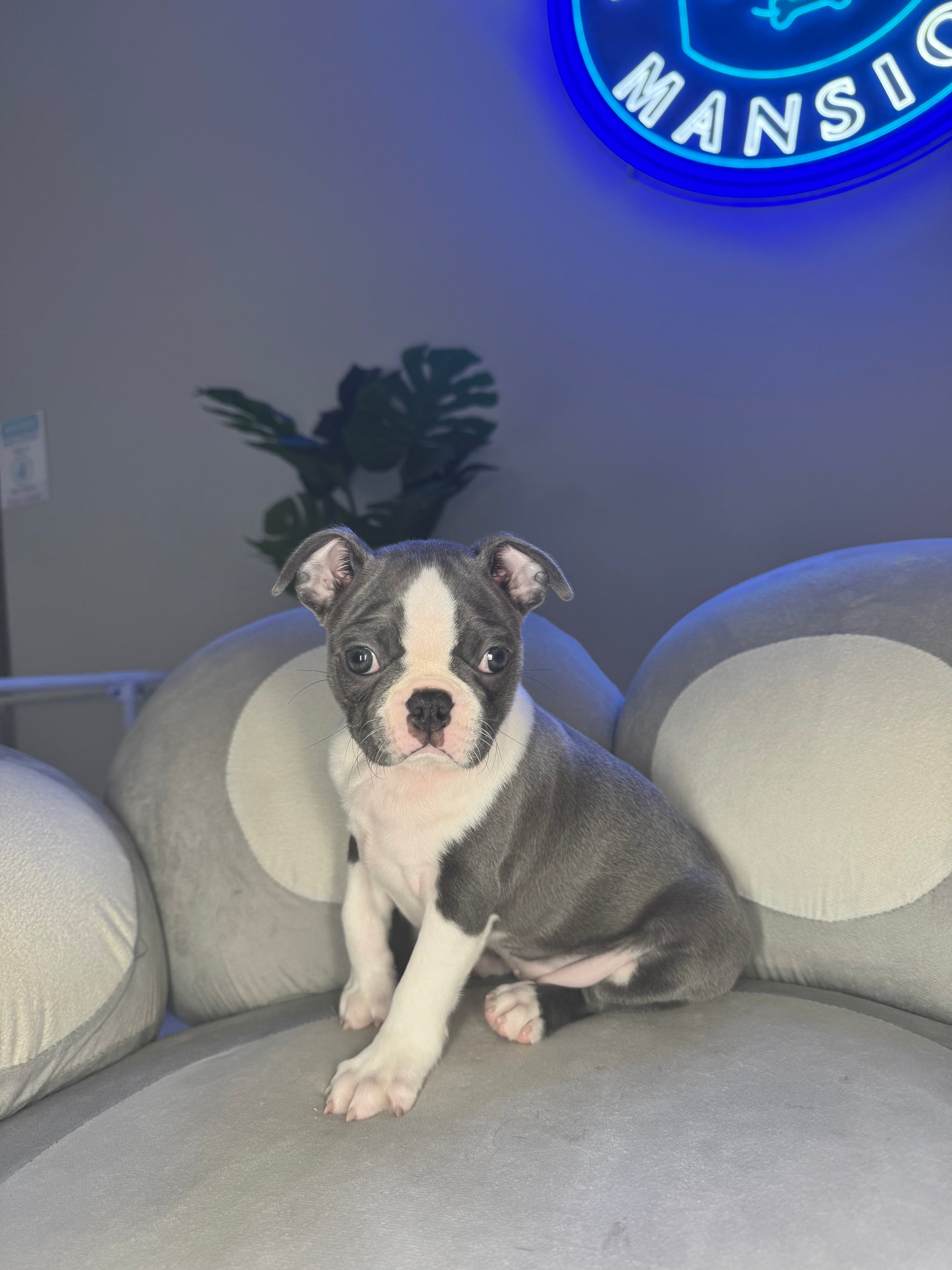Puppy Mansion 