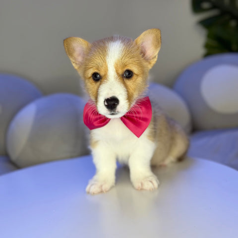 Corgi