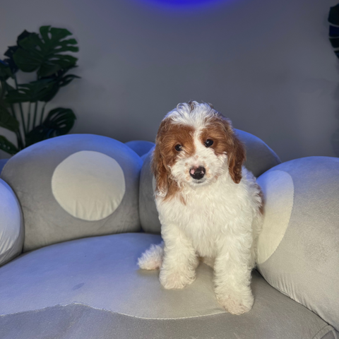 Millie