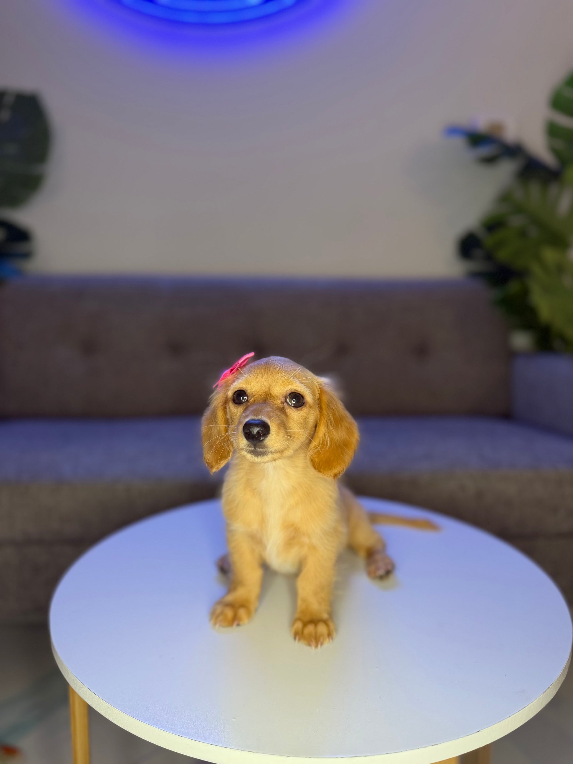 Puppy Mansion 