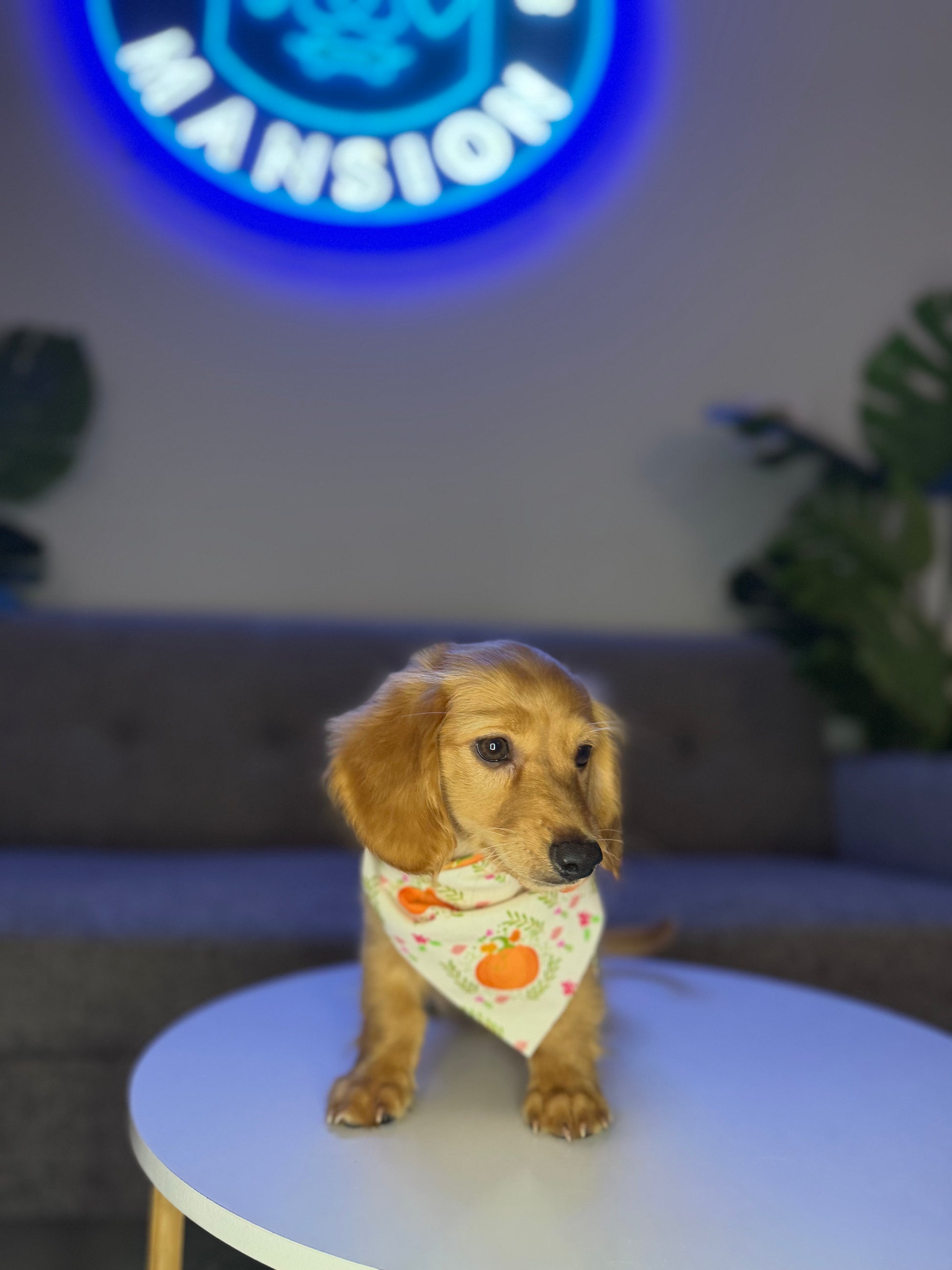 Puppy Mansion 