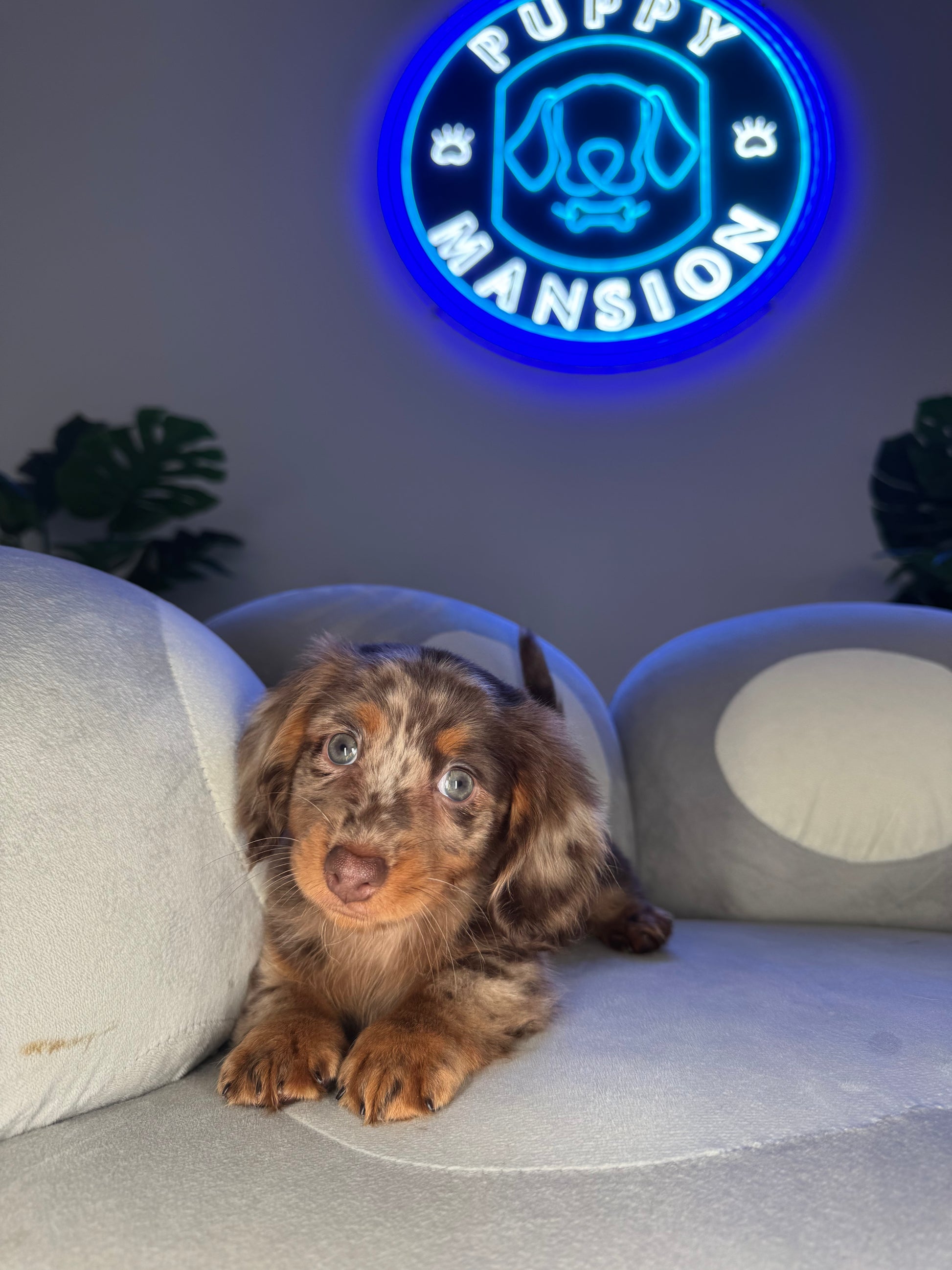 Puppy Mansion 