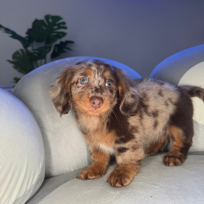 Daphne