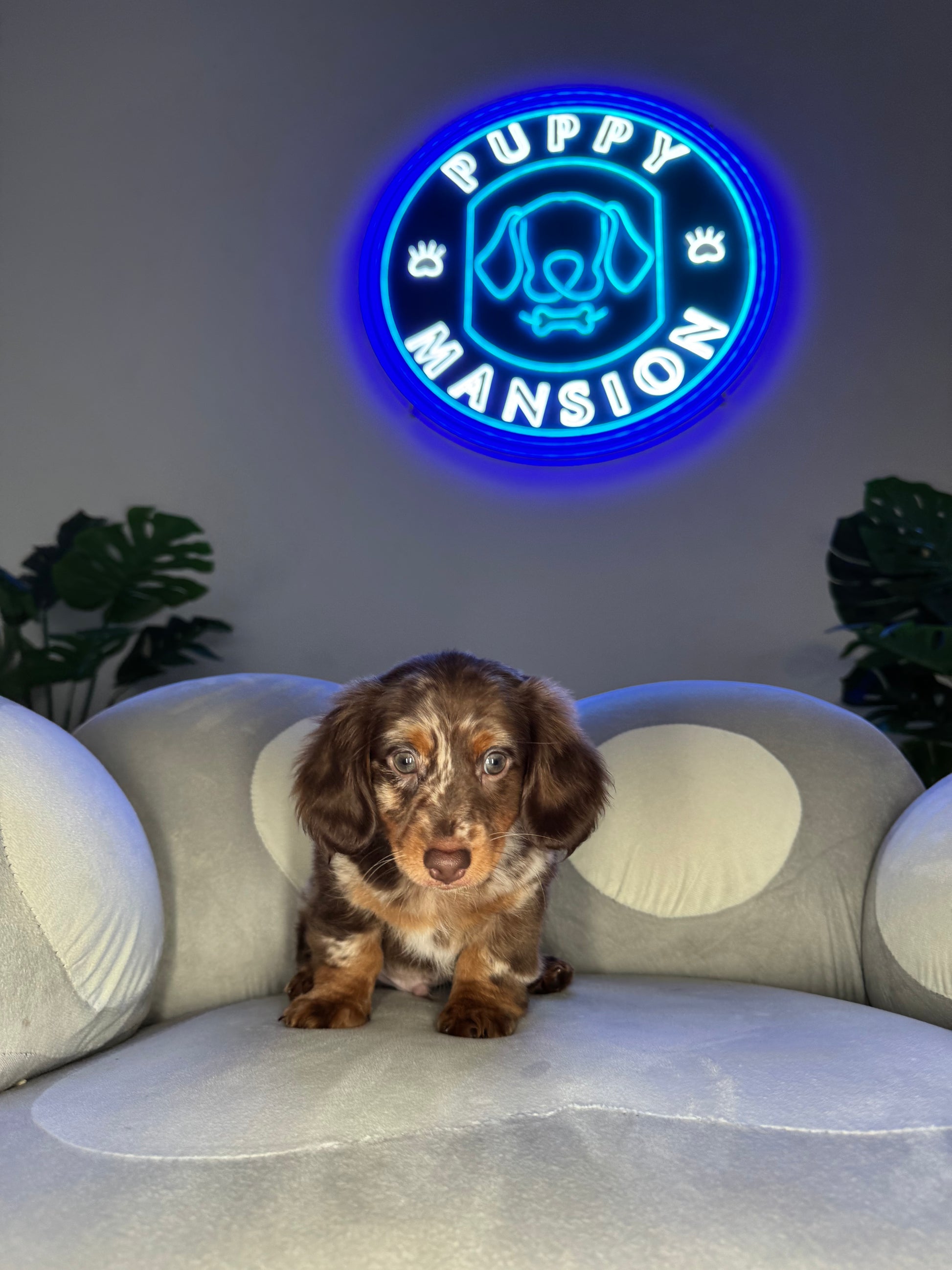 Puppy Mansion 