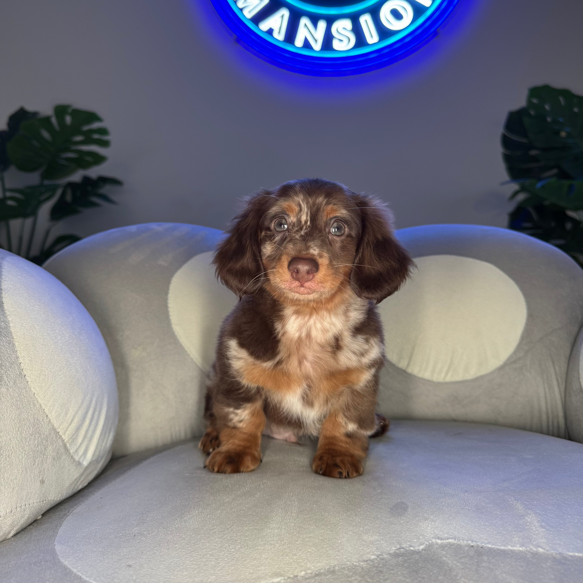 Puppy Mansion 