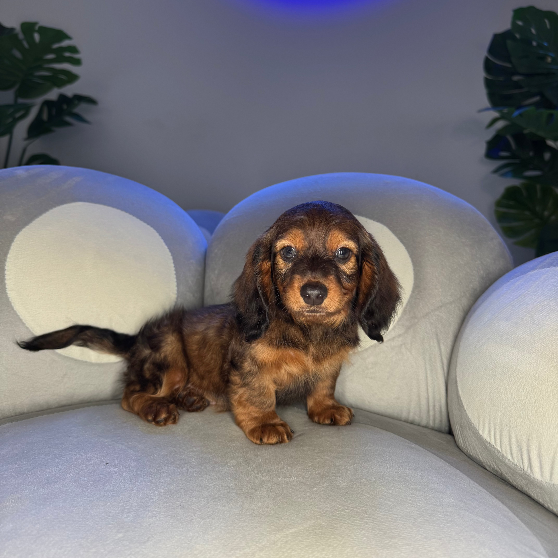 Puppy Mansion 