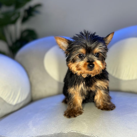 Monty
