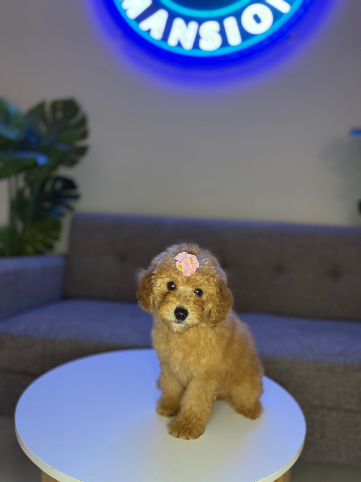 Puppy Mansion 