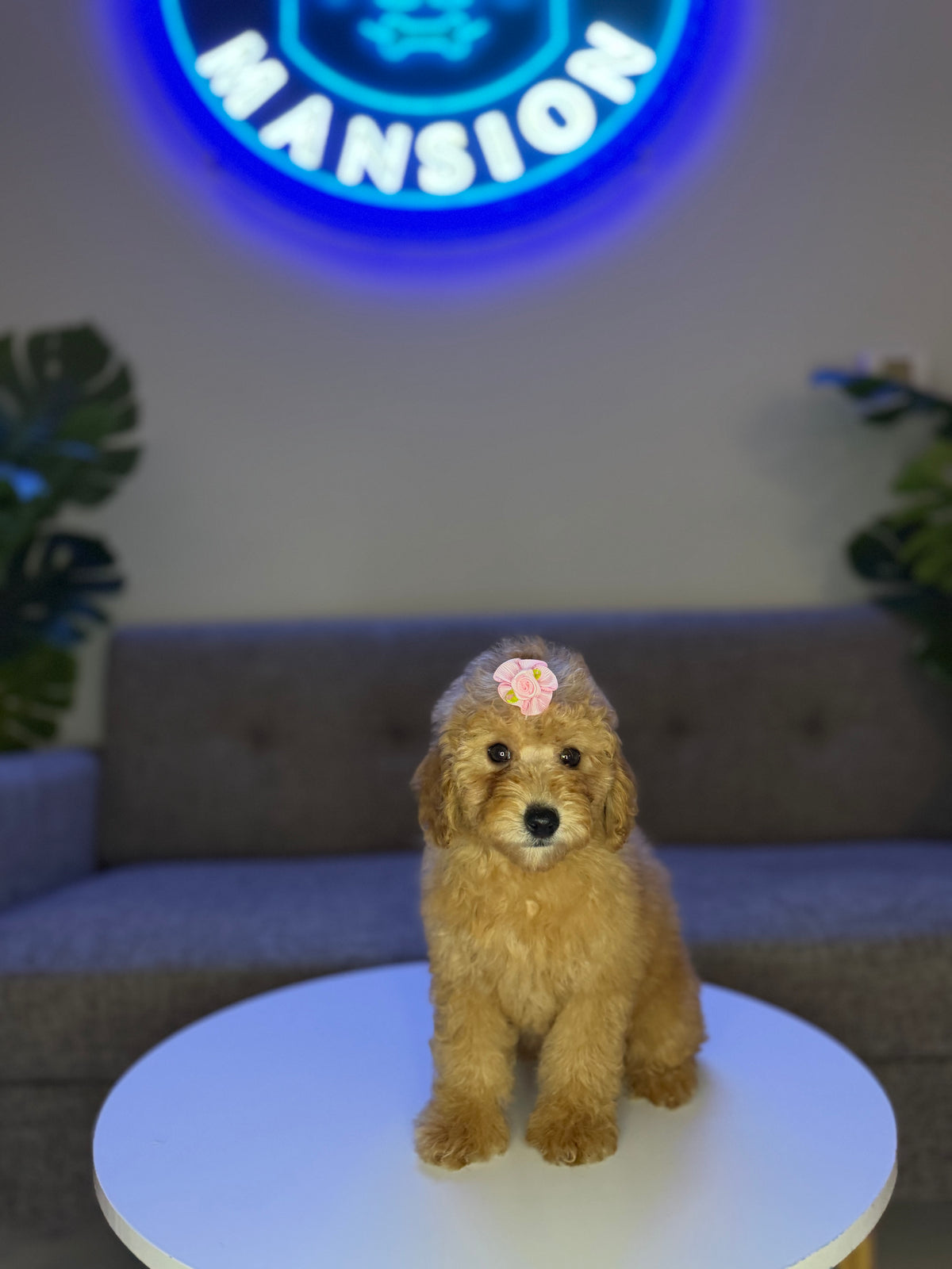 Puppy Mansion 