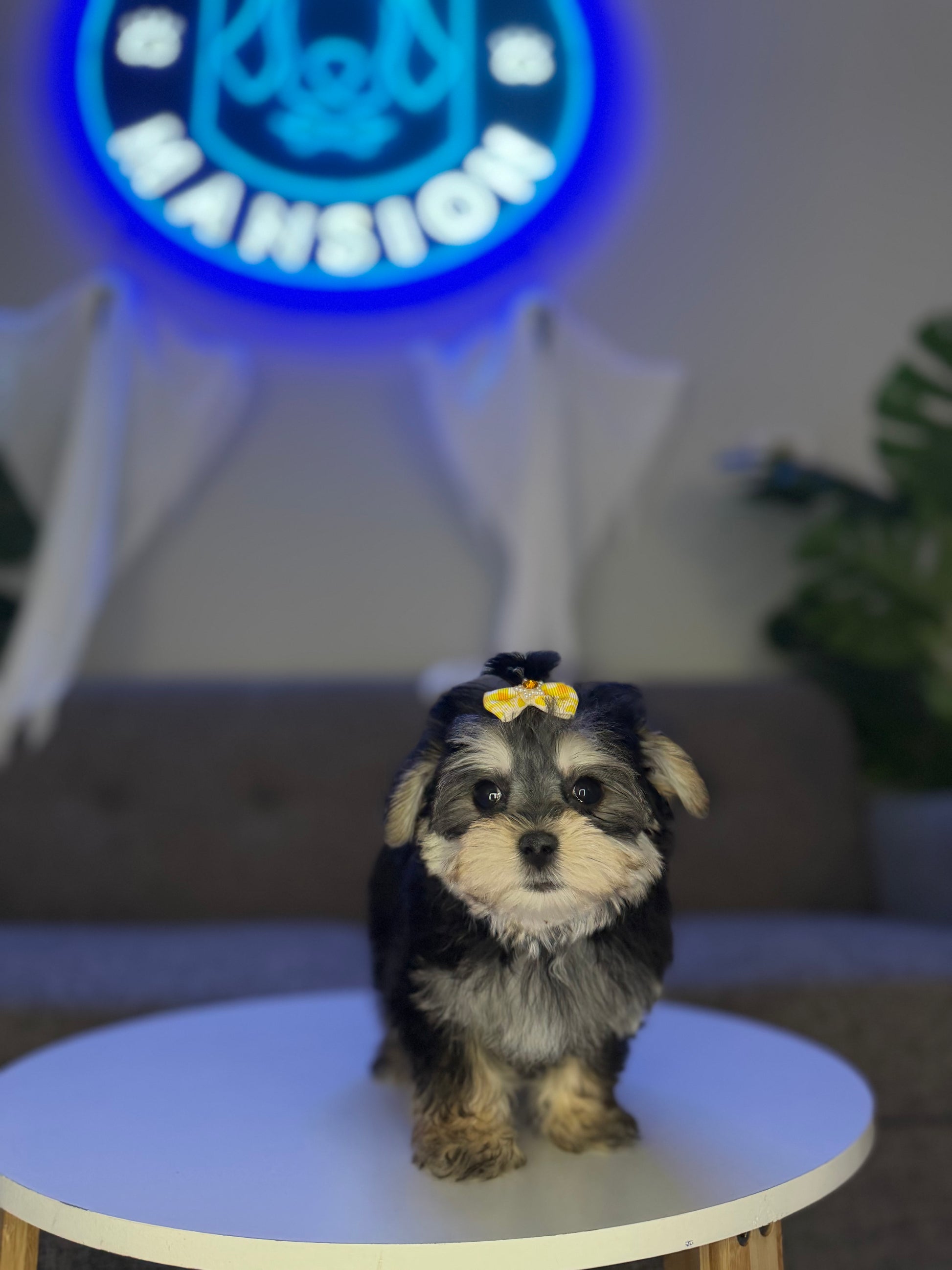Puppy Mansion 