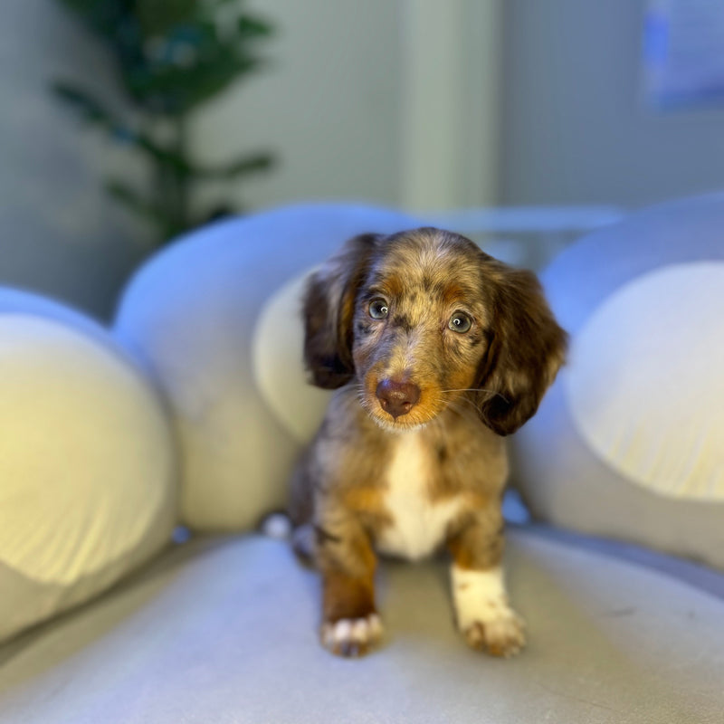 dog-image