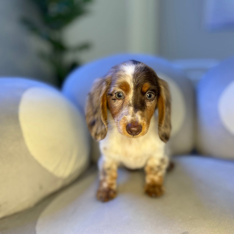 dog-image