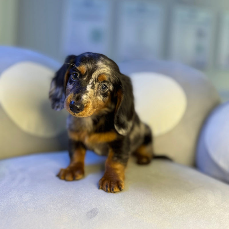 dog-image