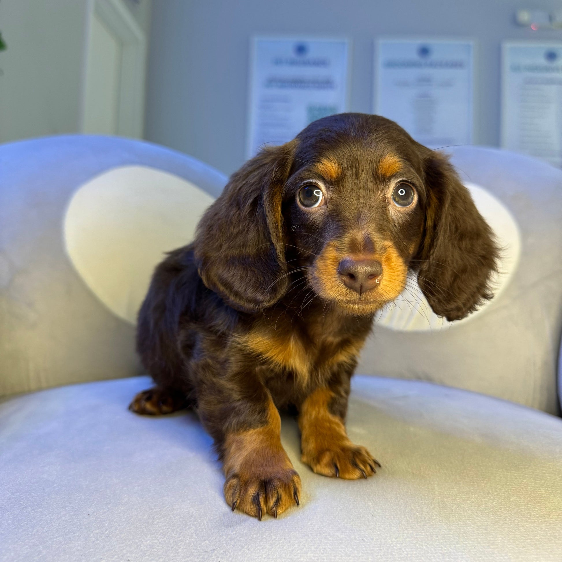Puppy Mansion 