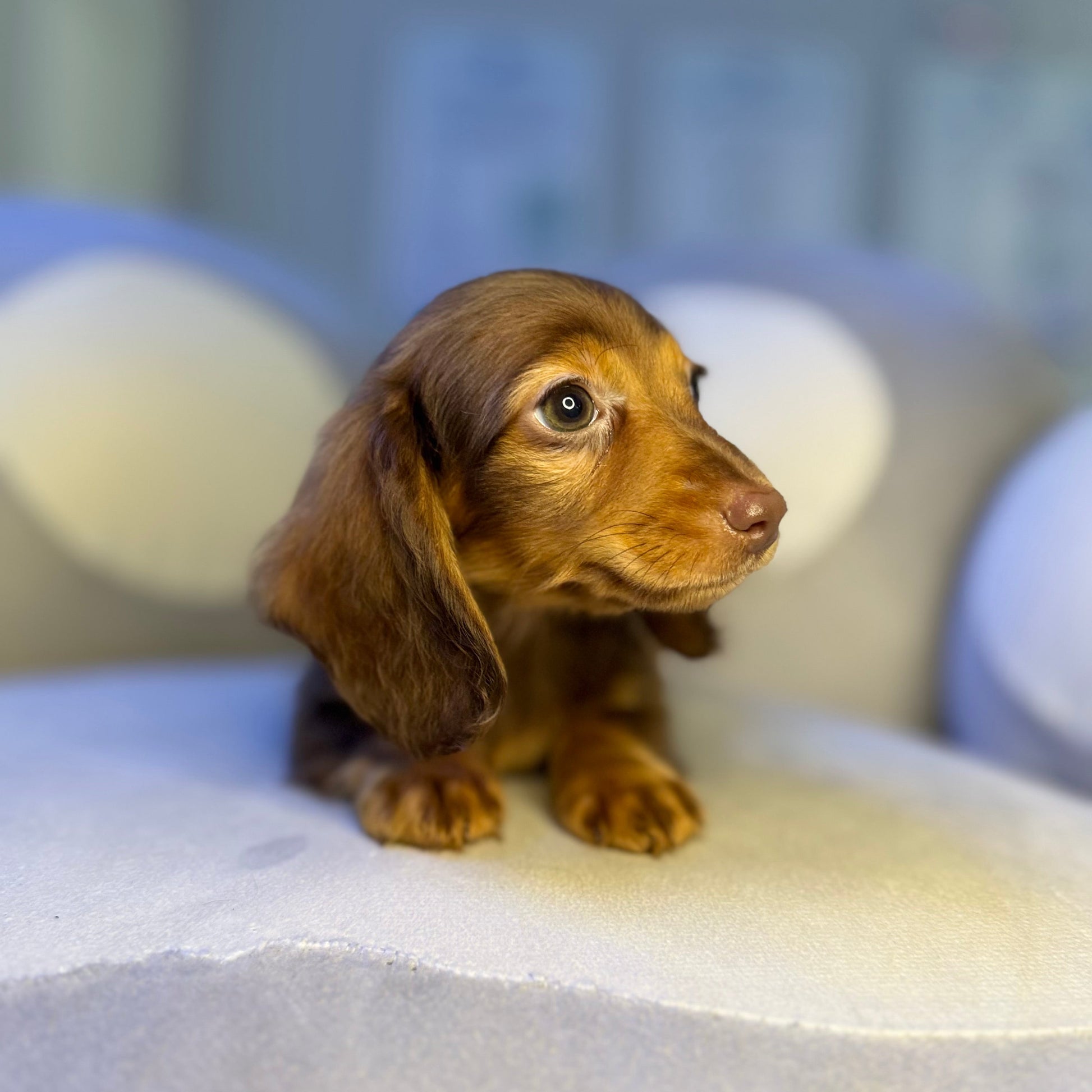Puppy Mansion 