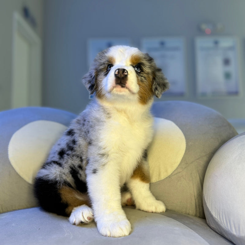 dog-image