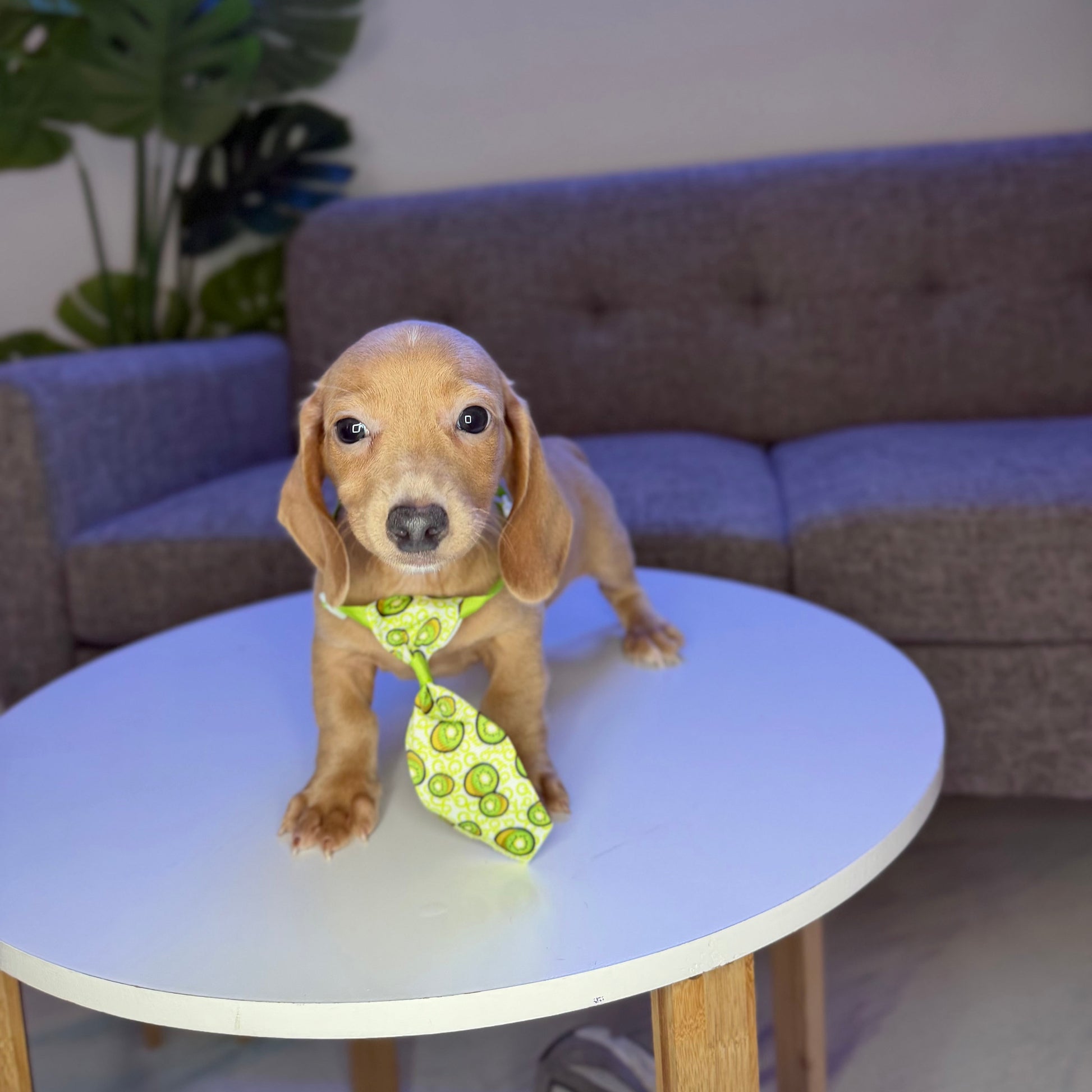 Puppy Mansion 