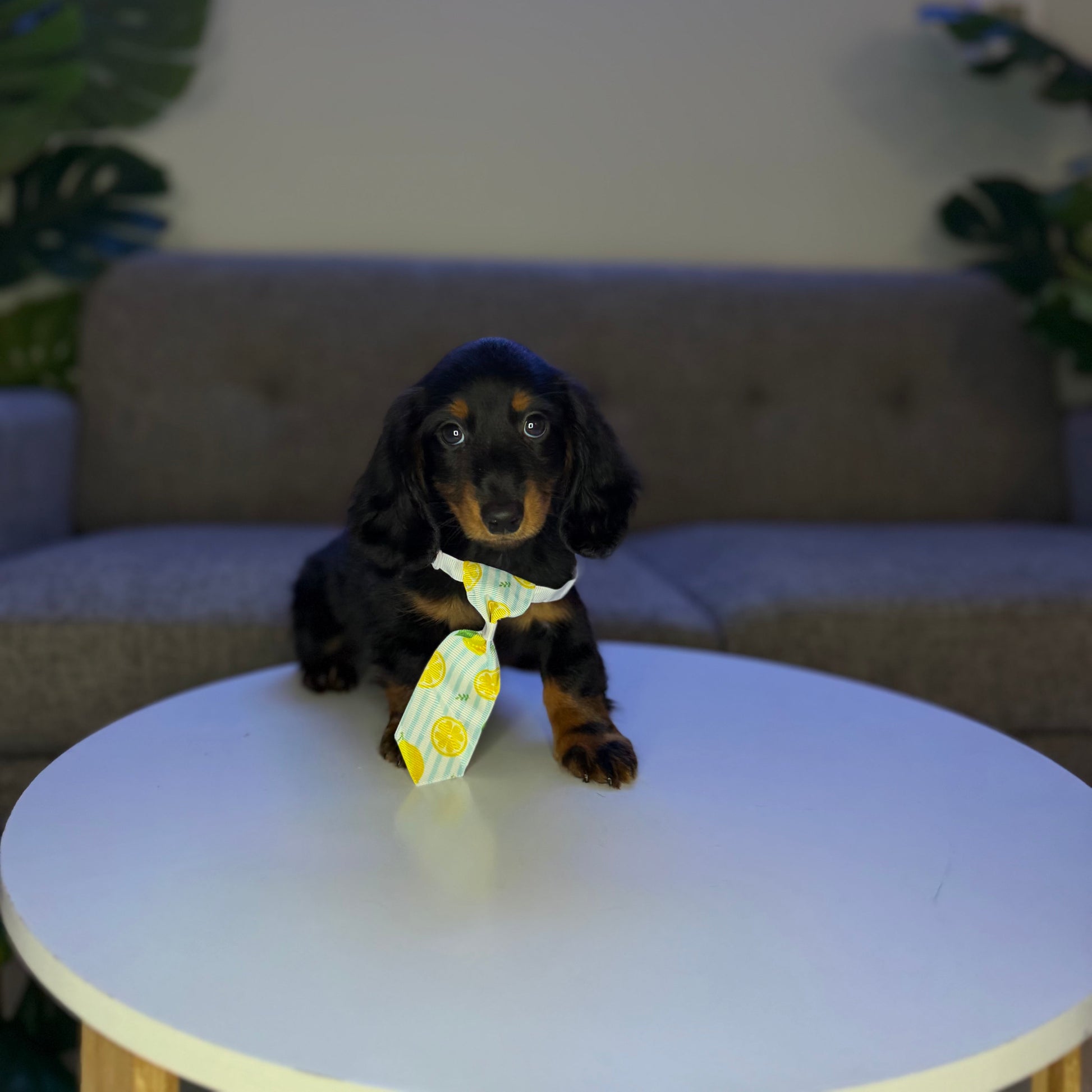 Puppy Mansion 