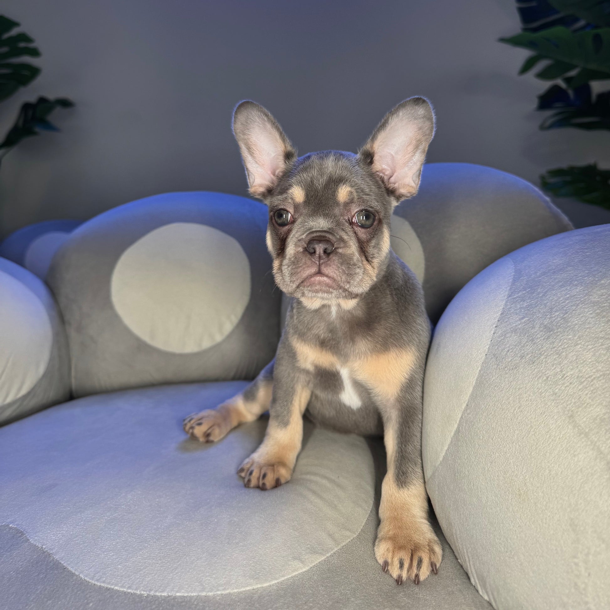 Puppy Mansion 