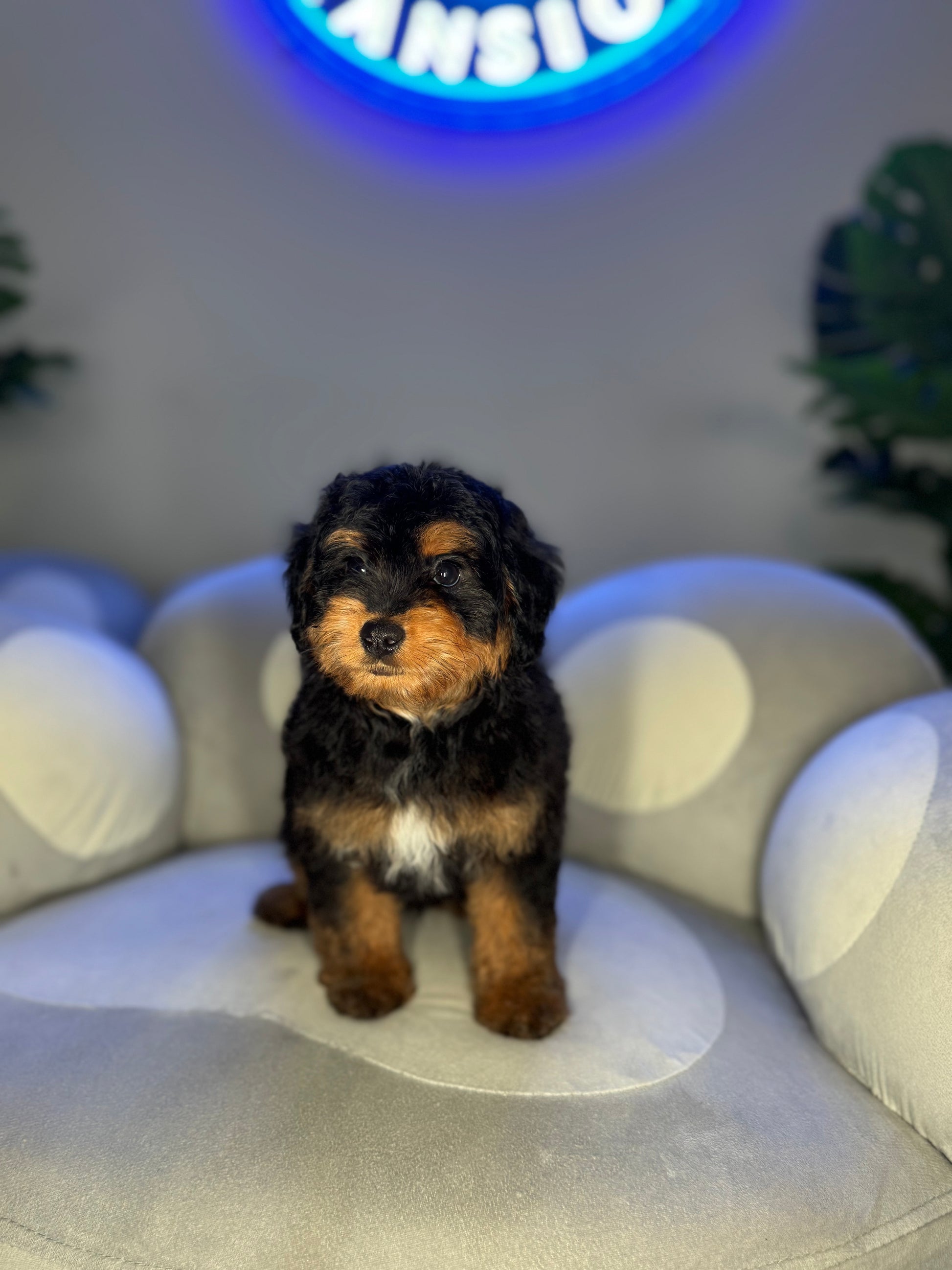 Puppy Mansion 