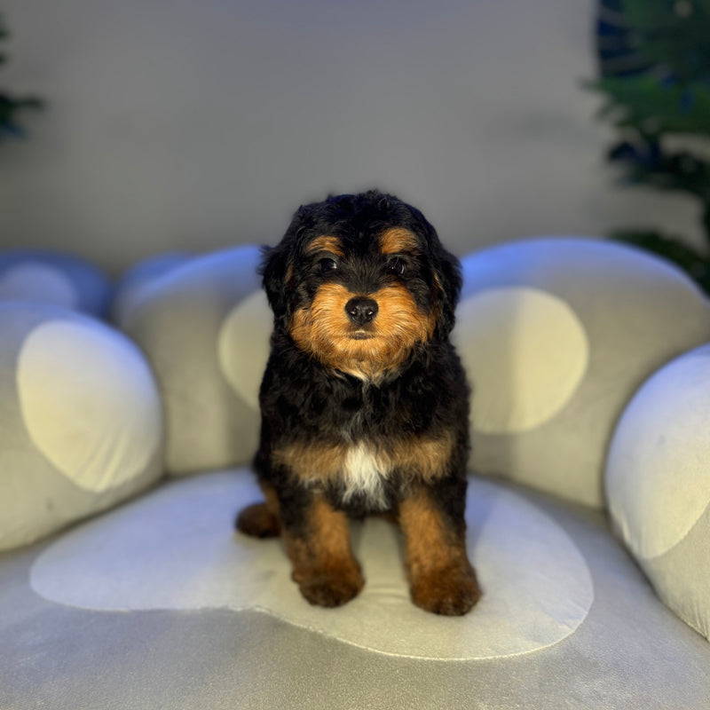 dog-image