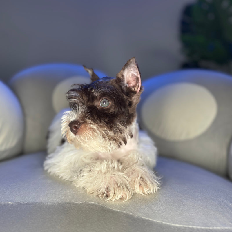 dog-image