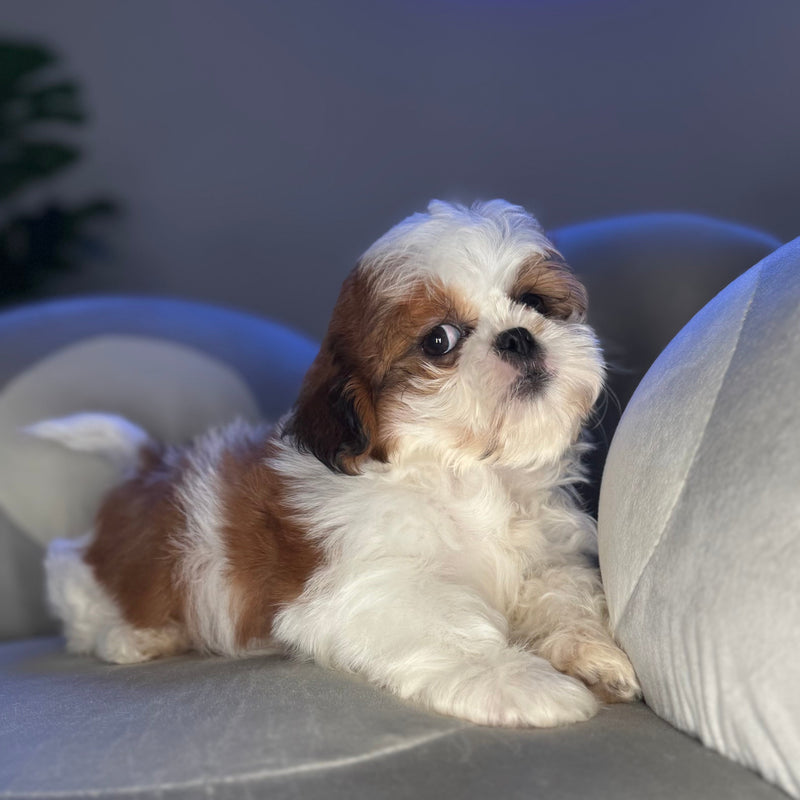 dog-image