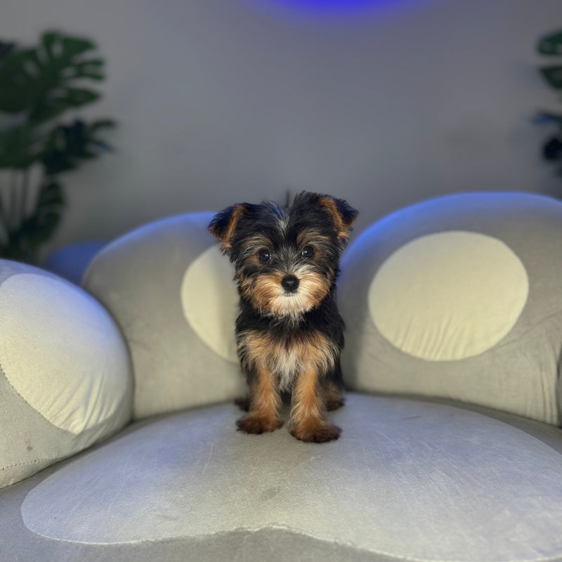 dog-image