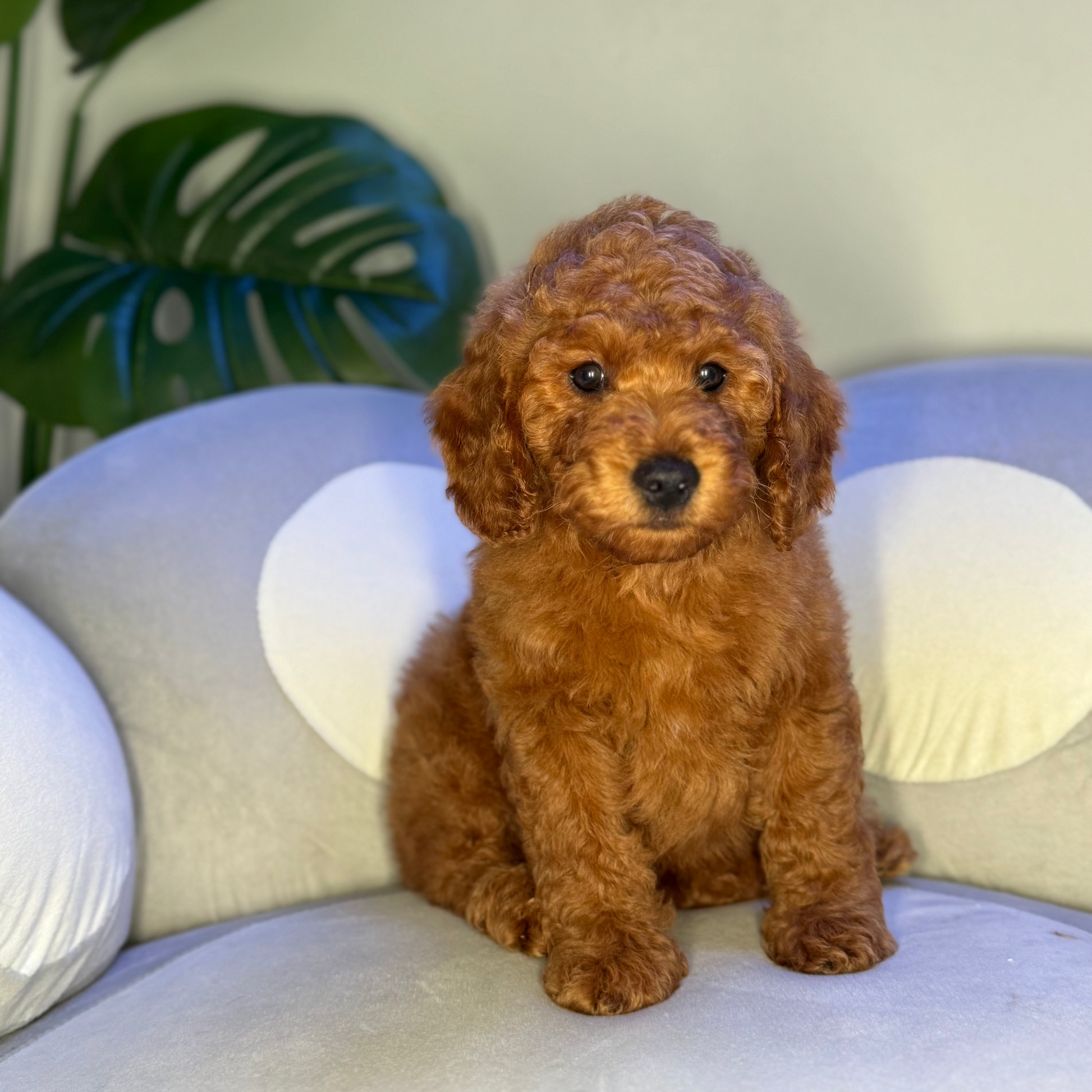 Puppy Mansion 