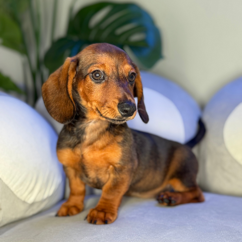 dog-image