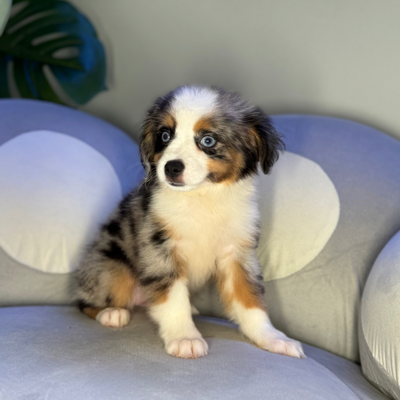 dog-image