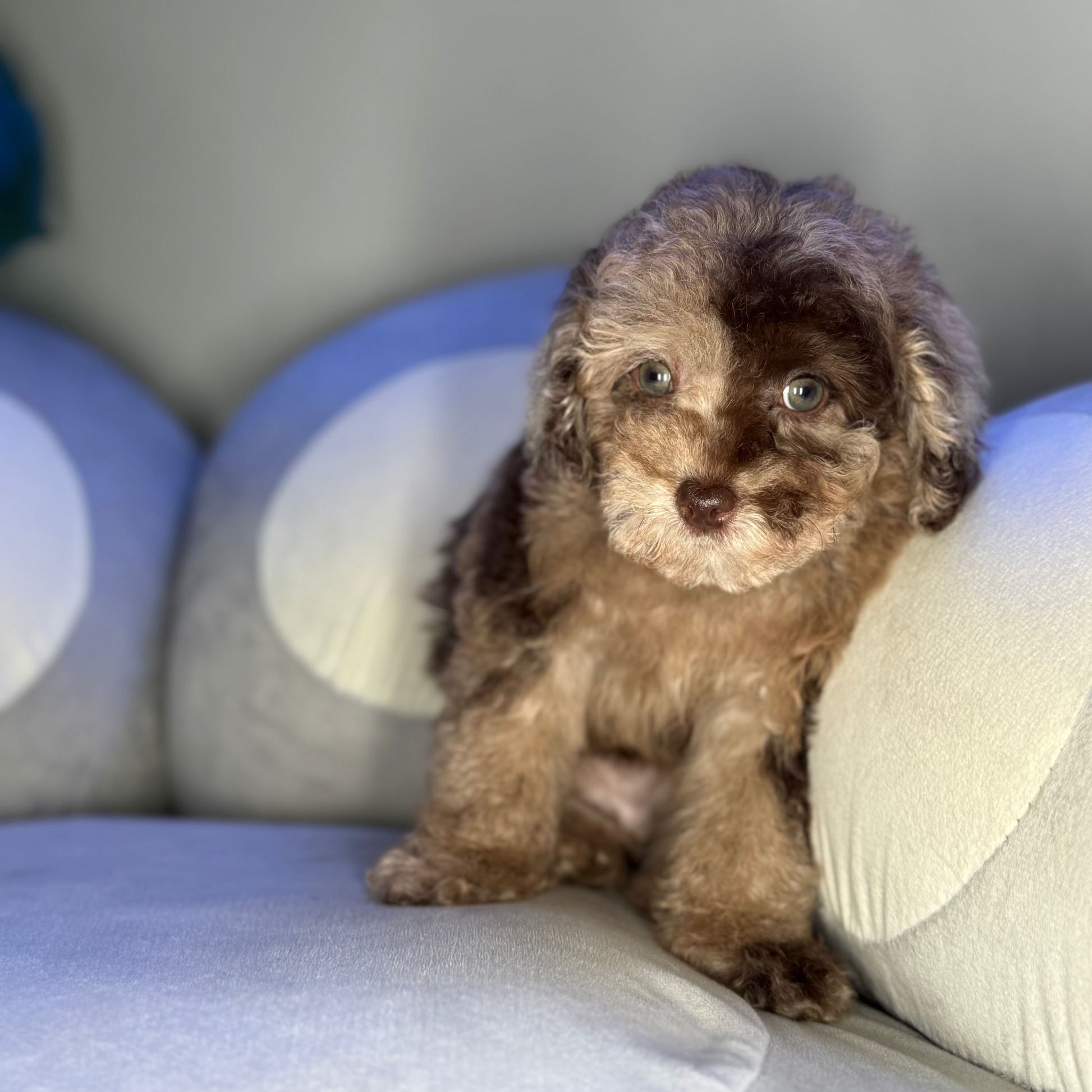 Puppy Mansion 
