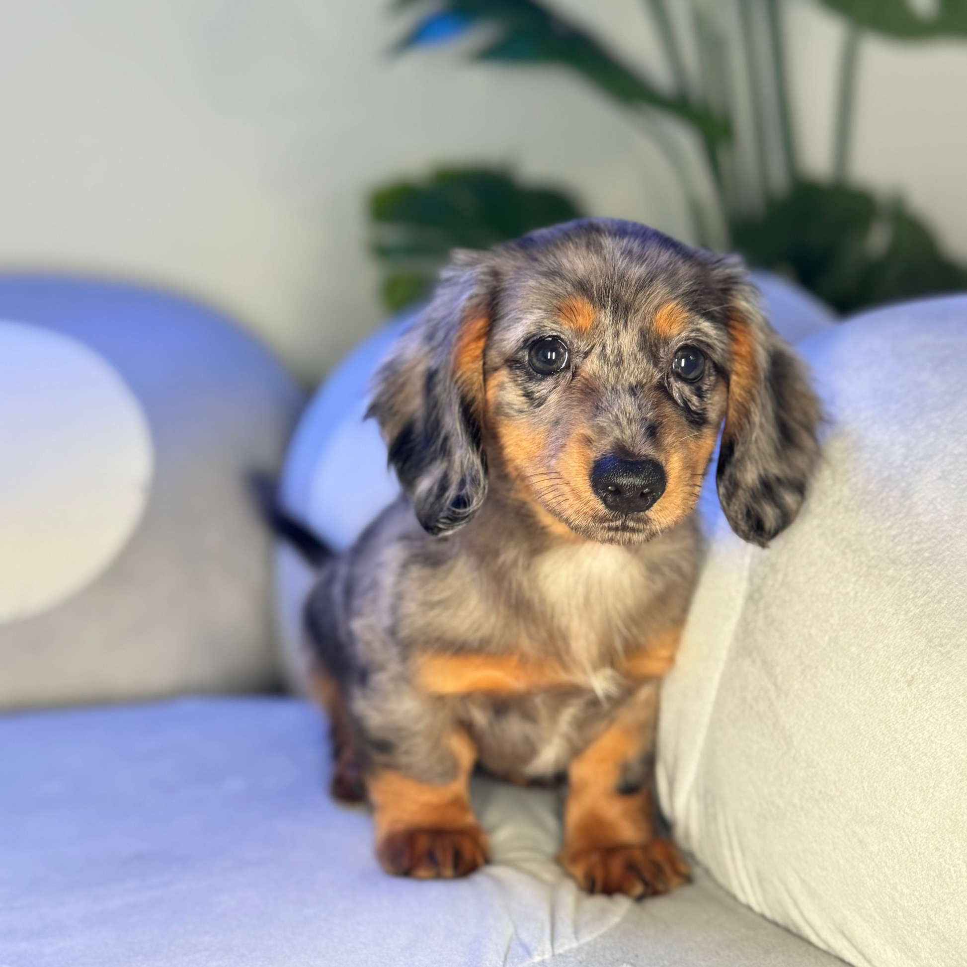 Puppy Mansion 