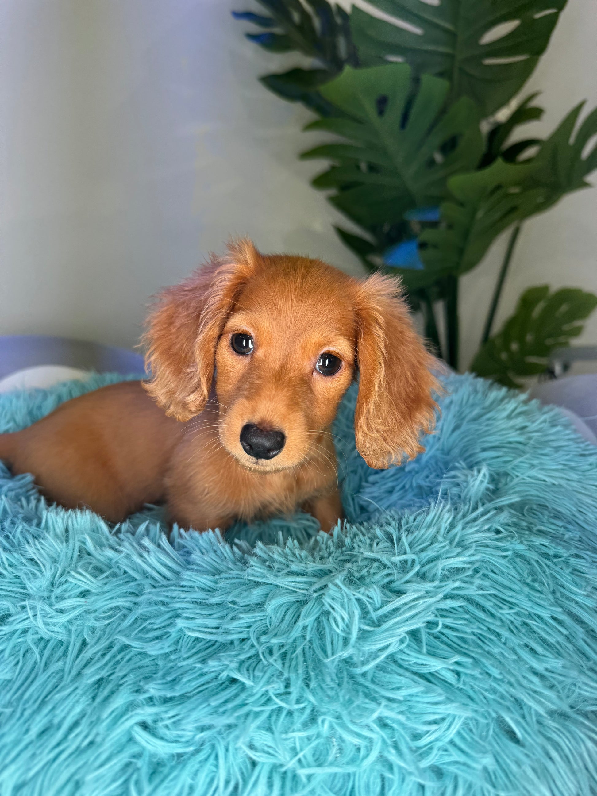 Puppy Mansion 