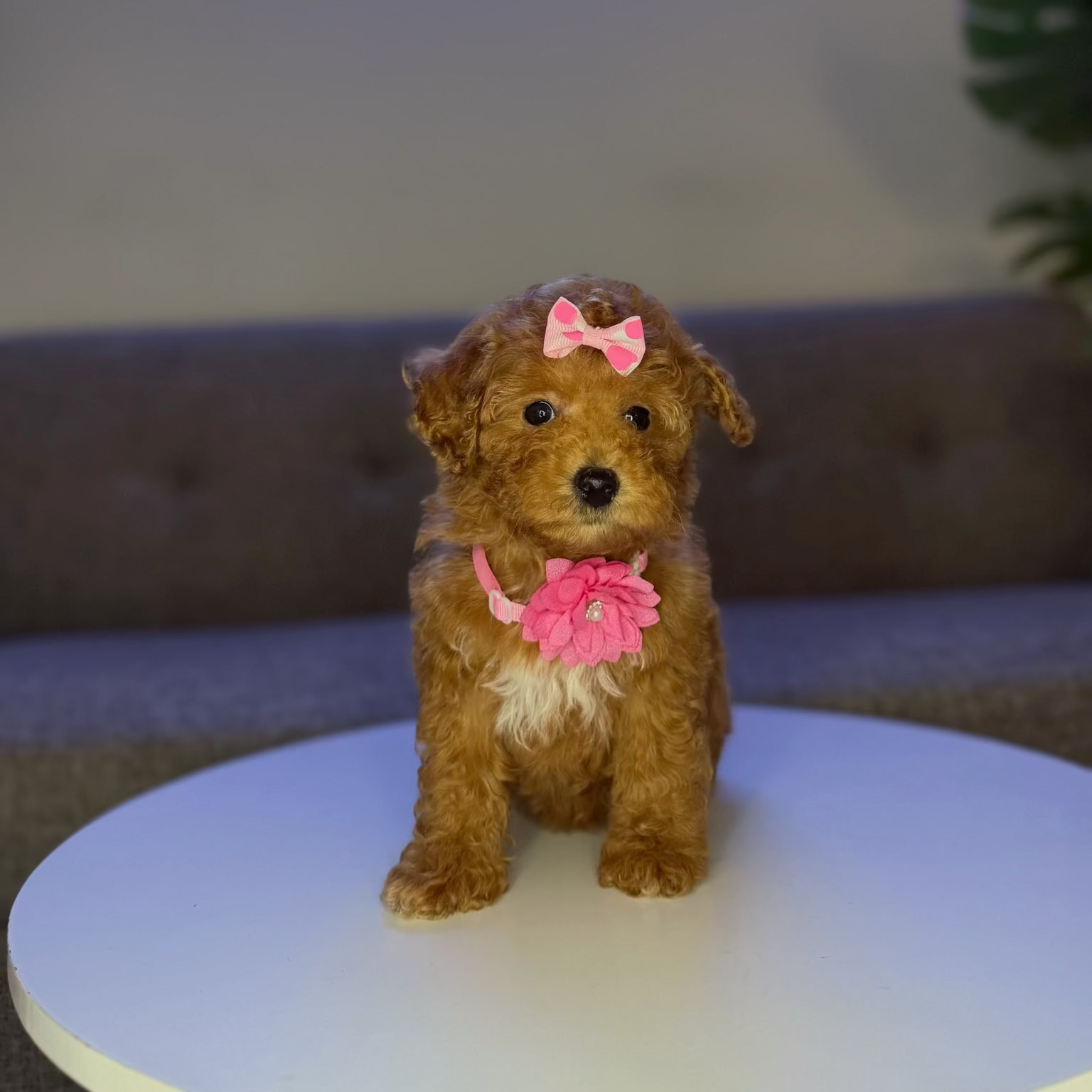 Puppy Mansion 