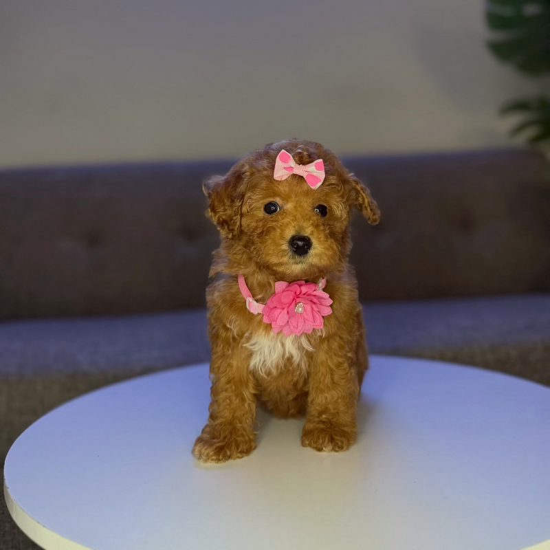 dog-image