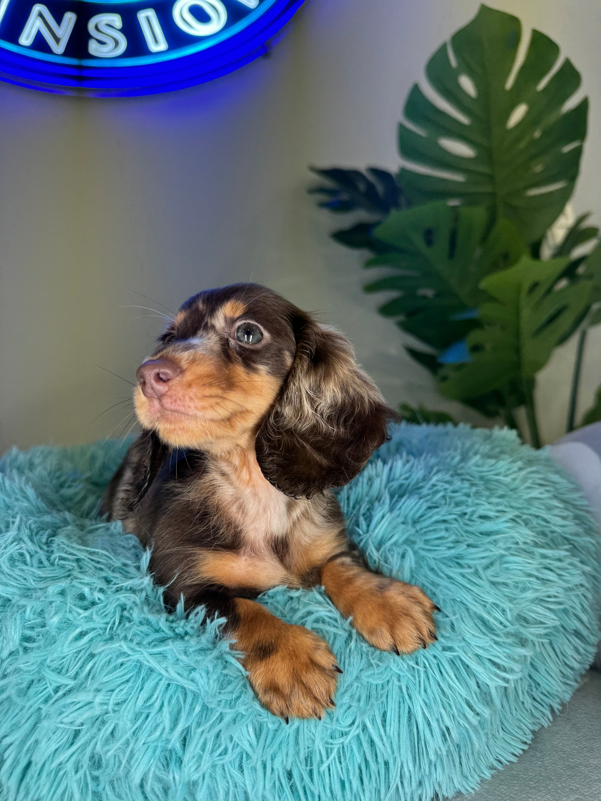 Puppy Mansion 