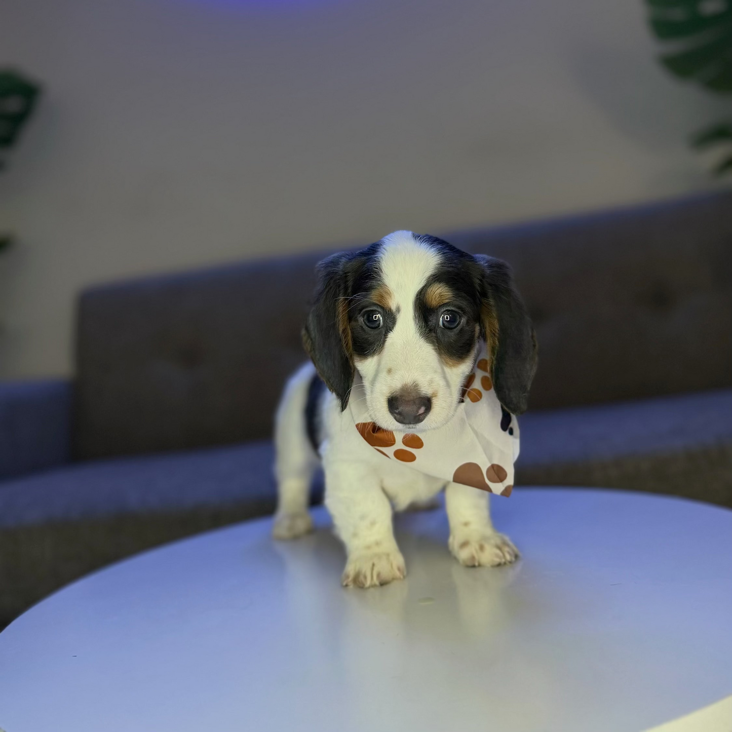 Snoopy