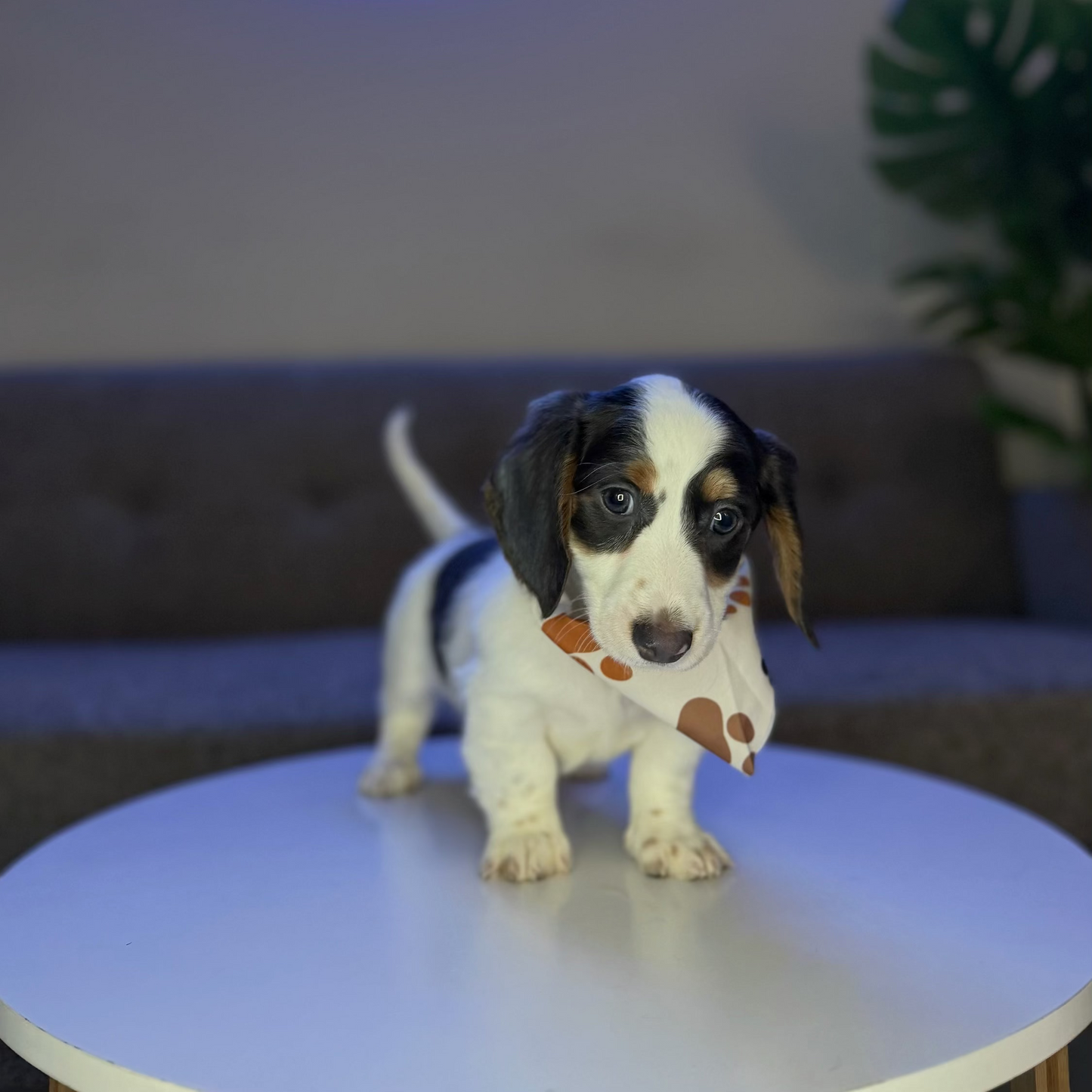 Snoopy