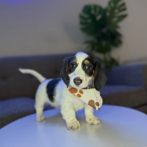 Snoopy