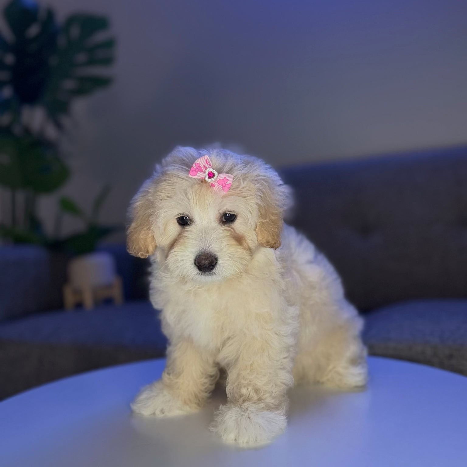 Puppy Mansion 