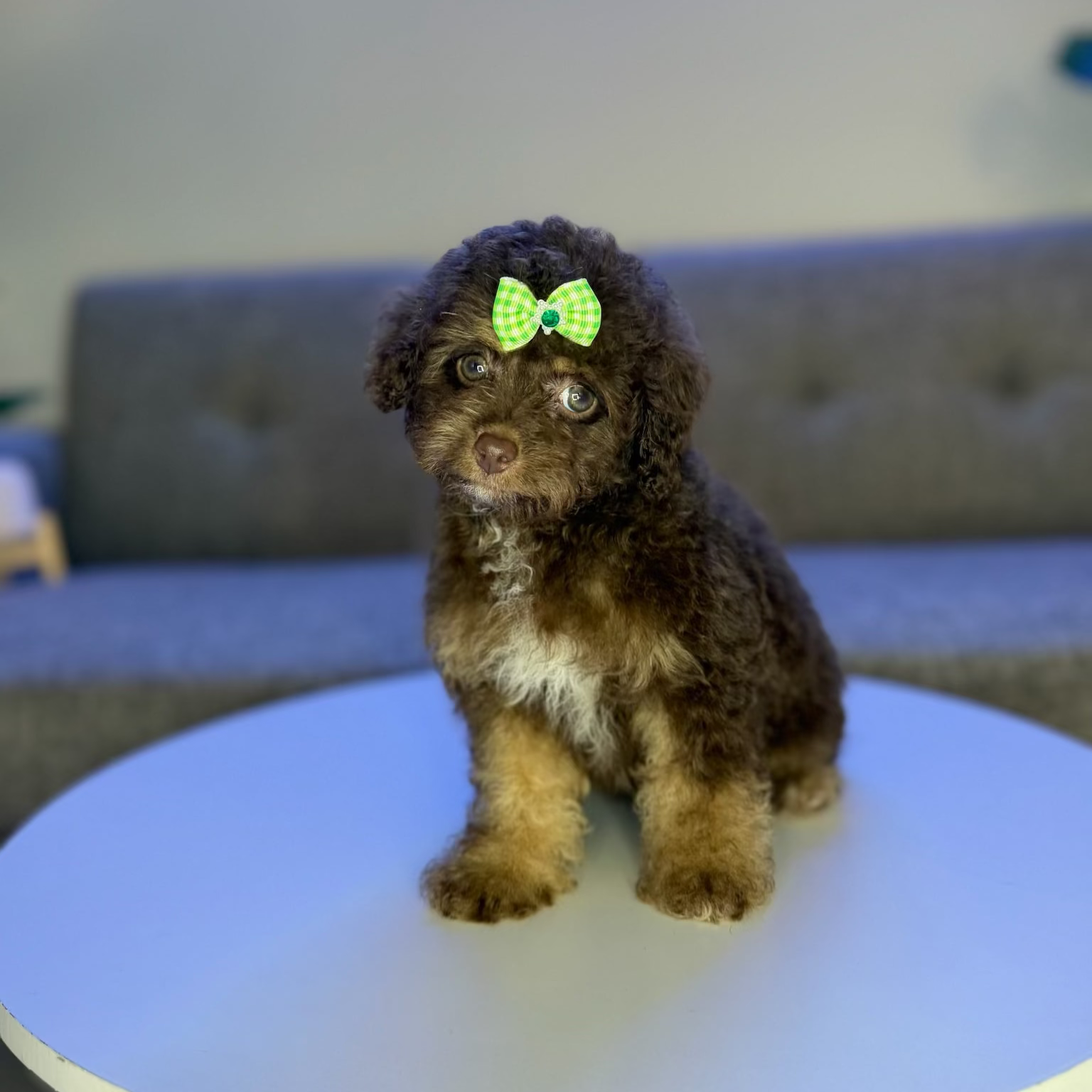 Puppy Mansion 