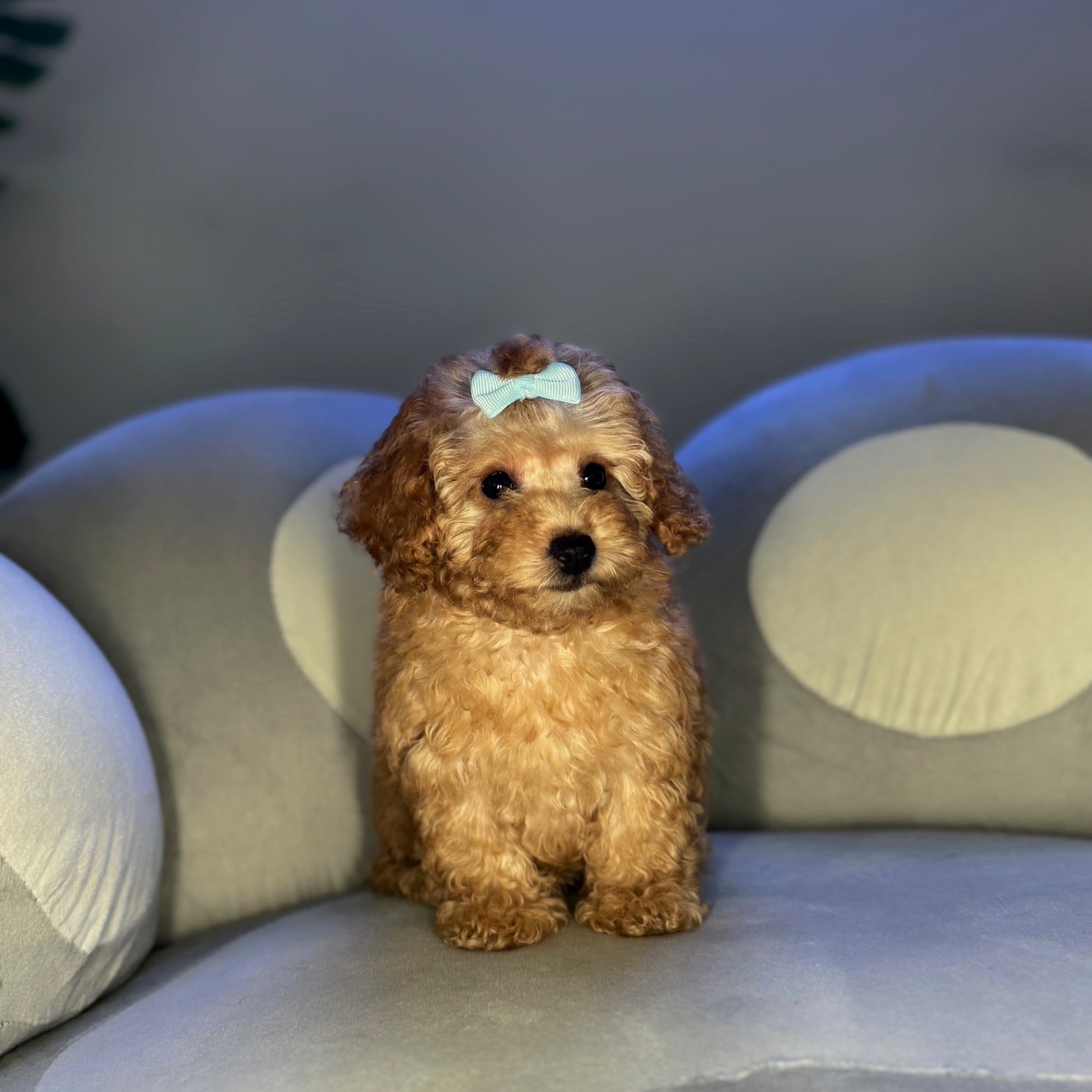 Puppy Mansion 