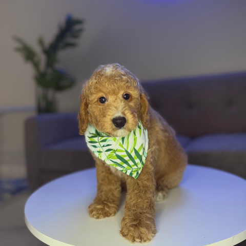Bentley