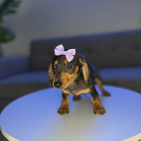 Portia