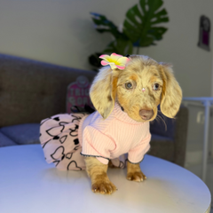 Cocoa