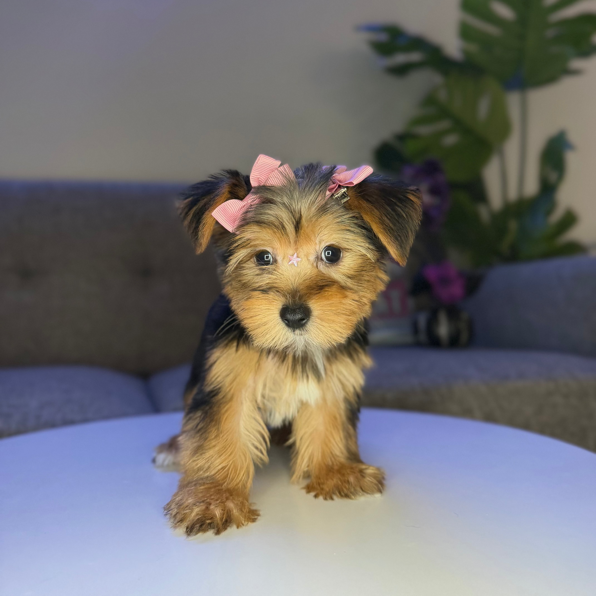 Puppy Mansion 