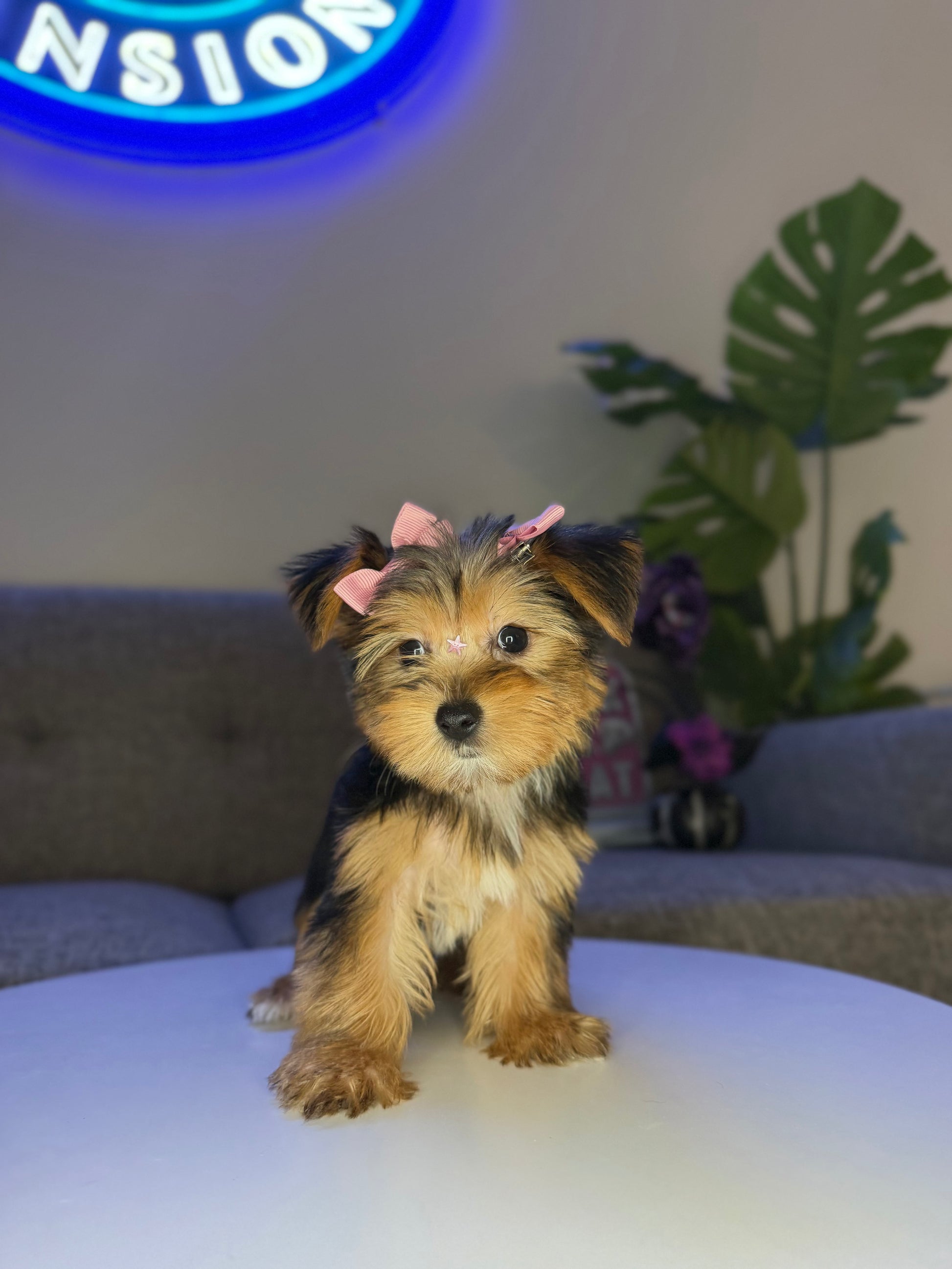 Puppy Mansion 